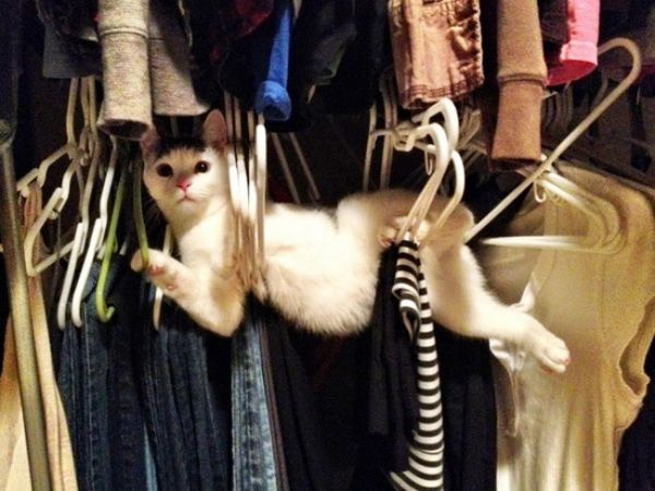 kat zit vast in kledinghangers