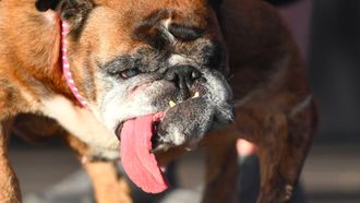 foto van Engelse bulldog met uitstekende tong, lelijkste hond wedstrijd