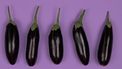 aubergine recepten