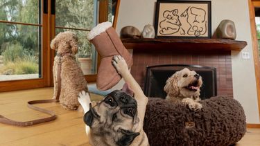 UGG honden collectie