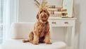 Honden accessoires