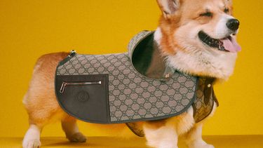 gucci pet collection