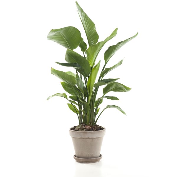 planten werkplek