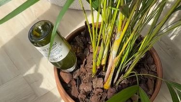 planten Water geven tip