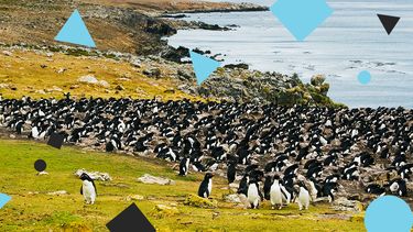 eiland kopen pinguins