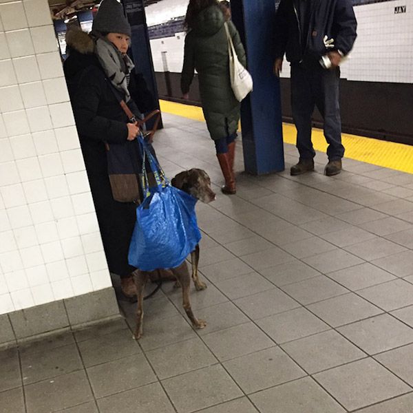 Postcode Telemacos ochtendgloren Geniaal - Zo gaan baasjes in New York om met hondenverbod in metro's