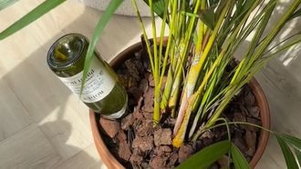 planten Water geven tip