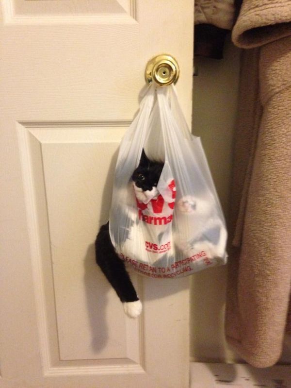 kat zit vast in plastic zak