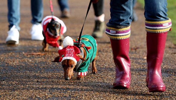Honden kerstoutfits Londen