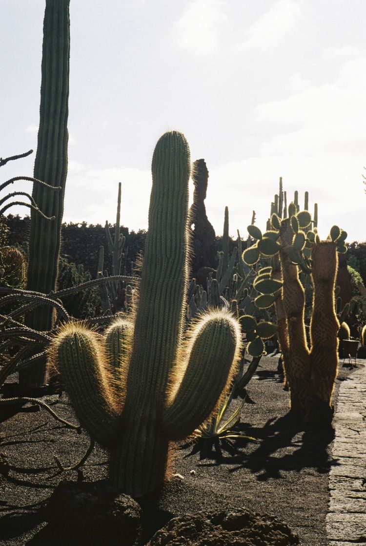 Lanzarote