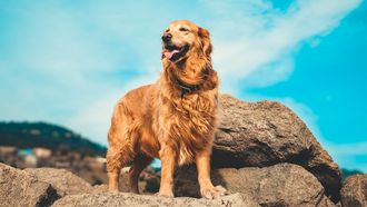 huis verkopen golden retriever hond